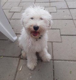 Sevimli Maltese Terrier Yavrulari 4