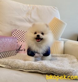 Pomeranian Boo Safkan Beyaz Ve Safkan Erkek Teacup Yavrumuz 3