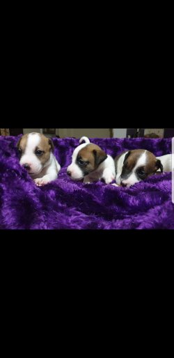 Jack Russell Yavulari 3