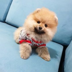 Satılık Pomeranian Boo Yavrularımız 3