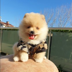 Pomeranian Boo Teddy Bear Yavrumuz 1