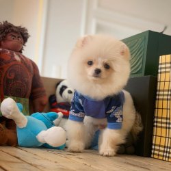Güncel PomeranianBoo Oğlumuz 4