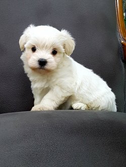 MALTESE TERRIER YAVRULARI 3