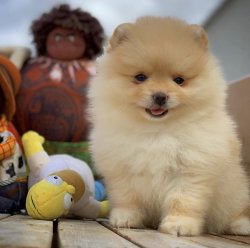 Özel Teddybear Yüz Yapısına Sahip Pomeranianboo 3