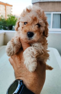 Toy Poodle İrk Garantili Erkek 2 Aylık Yavrular 4