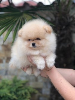En Iyi Fiyat Garantisi Ile Pomeranian 2