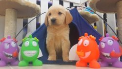 GOLDEN RETRIEVER YAVRULARI 3