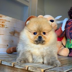 Gülen Surat MiniBoy PomeranianBoo Oğlumuz 4