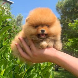 Pomeranian Boo Orjinal Yavrularımız 4
