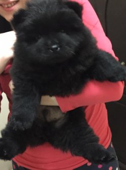 Si̇yah Chow Chow Çi̇n Aslanı Yavrularımız 2