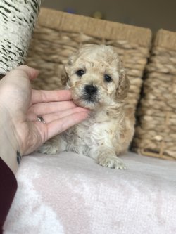 Anne Altından TOY POODLE Yavrularımız 3