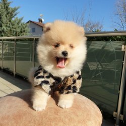 Pomeranian Boo Teddy Bear Yavrumuz 4