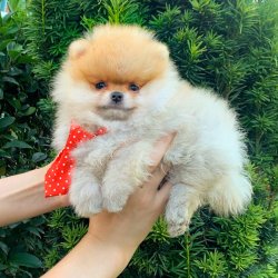 Pomeranian Boo Teddy Bear Yavrular 2