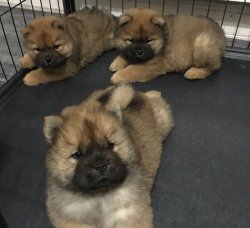 CHOW CHOW ( Çin Aslanı ) YAVRULARI 4