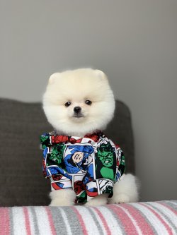Şecereli Ayı Surat Pomeranian Boo Yavrularimiz 3