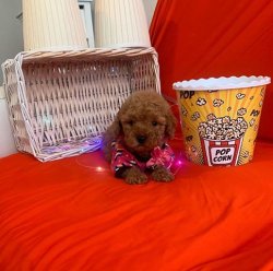 SAFKAN TOY POODLE YAVRULARIMIZ 2