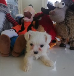 Maltese Terrier Yavru 4