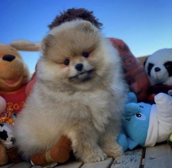A Kalite PomeranianBoo Yavrularımızdan 3