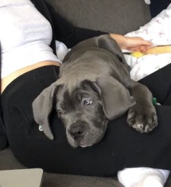 BLUE CANE CORSO YAVRULARIMIZ 1