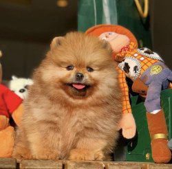 Üst Segment Küt Burun PomeranianBoo 4