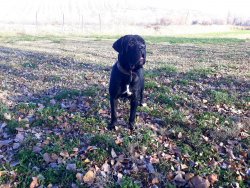 Cane Corso Erkek Yavru 2