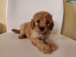 Toy Poodle Super Kalite 2 Aylık Dişi Yavru 3