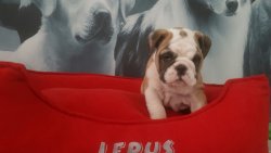 İNGİLİZ BULLDOG YAVRULARIMIZ 3