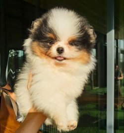 Orji̇nal Pomerani̇an Boo Yavrularımız 3
