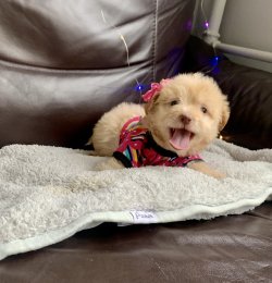 Maltipoo Yavrularımız Tuy Dökmez Tuvalet Eğitimli 4