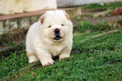 Pofuduk Chow Chow Yavruları 1
