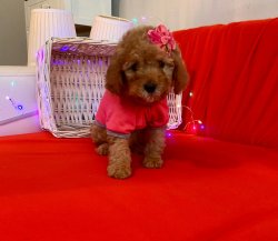 RED BROWN POODLE YAVRULAR 4