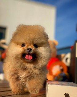 Başlangıç Seviyesi Tuvalet Eğitimli PomeranianBoo 4
