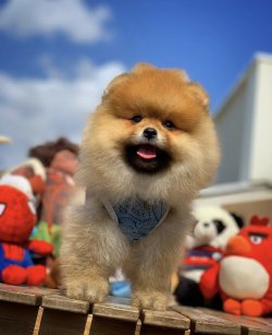-Orjinal  Teddybear Yüz Yapısına Sahip PomeranianBoo 3