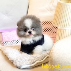 Pomeranian Boo Nadir Renk Blue Beyaz Teacup Safkan Yavrular 2