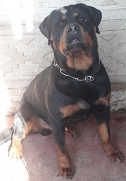 Muhteşem Rottweiler Yavruları 3