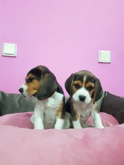 Beagle Yavrularımız Sizler İçin 3