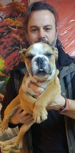 İNGİLİZ BULDOG  YAVRULARI 4