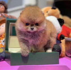 Üst Segmet PomeranianBoo Yavrumuz 1