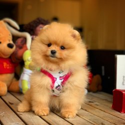 Yarışma Düzeyi PomeranianBoo Yavrularımız 1