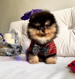 SAFKAN VE SAĞLIKLI POMERANİANBOO YAVRULARIMIZ 4