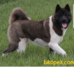 AKITA INU YAVRULARIMIZ 1