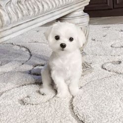 A Kalite Maltese Yavrular 1