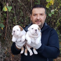TÜRKİYE NİN  EN ÖZEL  İNGİLİZ BULLDOG YAVRULARI 2
