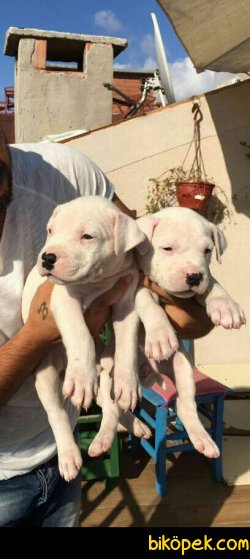 A Kalite Dogo Argentino Yavruları 2