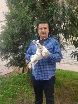 French Bulldog Yavruları 2