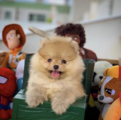 Yarışma Düzeyi Pomeranianboo Yavruları. 5