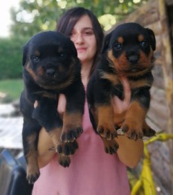 Dev ROTTWEILER Yavrularımız 3