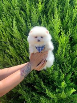 Orji̇nal Pomerani̇an Boo Yavrularımız 1