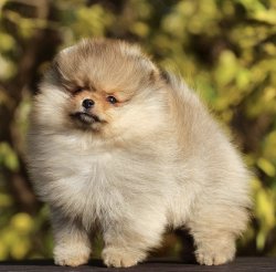 Irkının En Güzel Surat Yapısına Sahip Pomeranian Yavrularımız 2