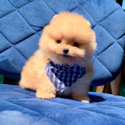 Pomeranian Boo Teddy Bear Yavrular 4